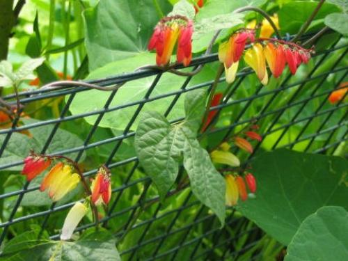 Вьюн мина. Попугайчиковая лиана