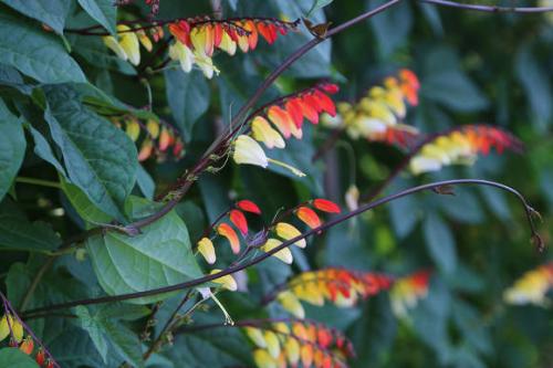 Экзотика любви мина. Как выглядит растение мина 06 Экзотика любви мина. Как выглядит растение мина 06