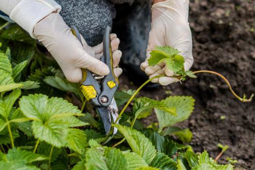 Обрезка клубники на зиму. Как и когда обрезать клубнику осенью, чтобы был хороший урожай: инструкция для начинающих