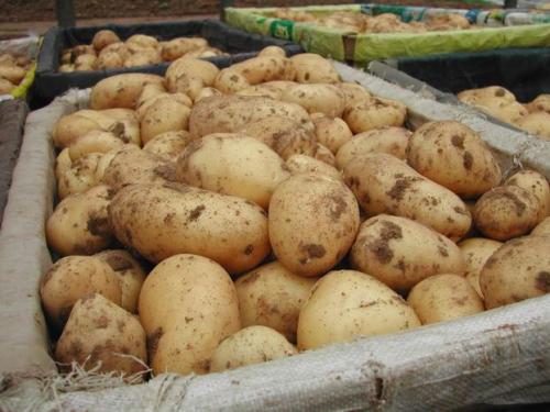 Сколько растет картошка дней. Позднеспелые