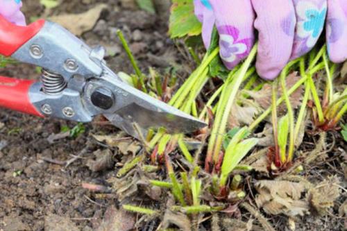 Обрезка клубники под корень. Как и когда обрезать клубнику осенью, чтобы был хороший урожай: инструкция для начинающих