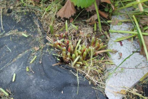 Нужно ли обрезать клубнику осенью. Время обрезки клубники