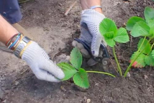 Обрезка клубники под корень. Как и когда обрезать клубнику осенью, чтобы был хороший урожай: инструкция для начинающих