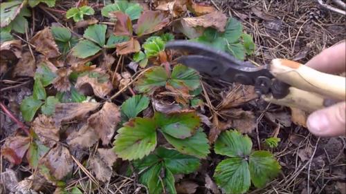 Нужно ли обрезать клубнику осенью. Время обрезки клубники